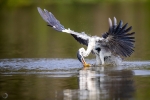 Garza cocoi <i> (Ardea cocoi)</i>