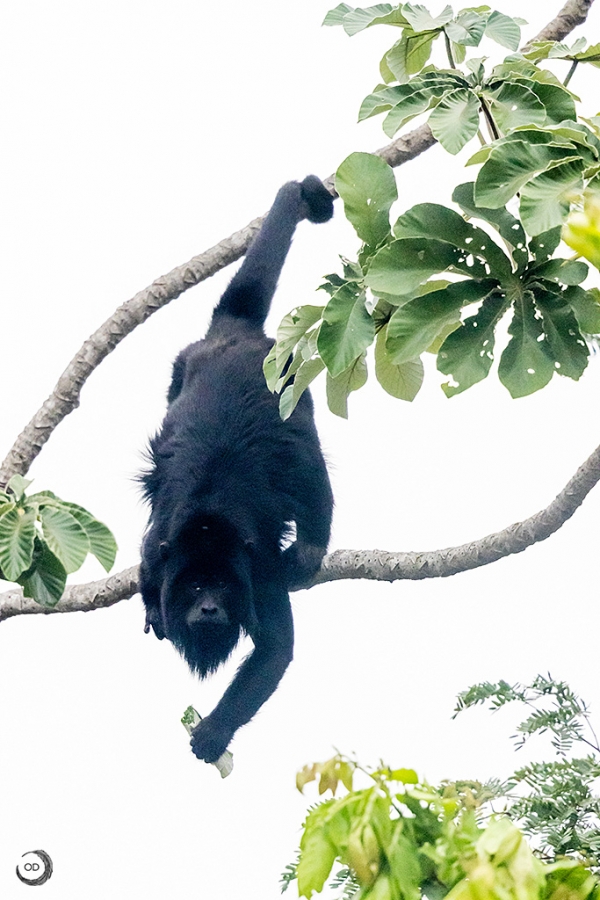 Black howler <I>(Alouatta caraya)</I>