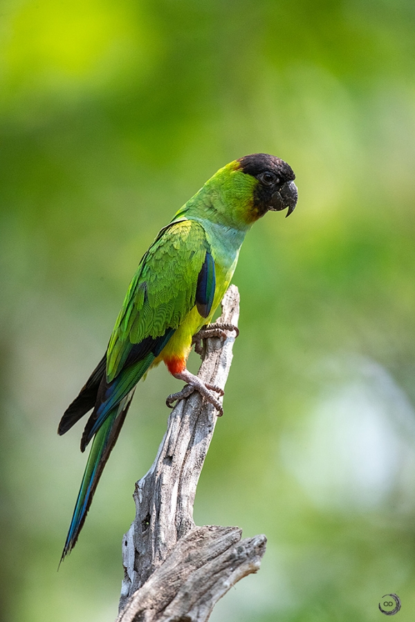 Aratinga ñanday <i>(Aratinga nenday)</i>