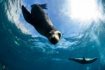 Lobo marino de California <i> (Zalophus californianus)</i>