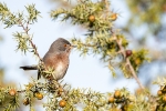 Curruca rabilarga <i>(Sylvia undata)</i>