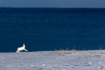 Liebre artica <i>(Lepus arcticus)</i>