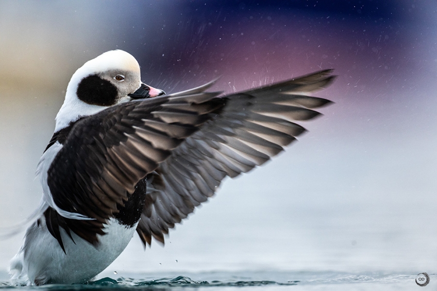 Pato Havelda macho <i>(Clangula hyemalis)</i>