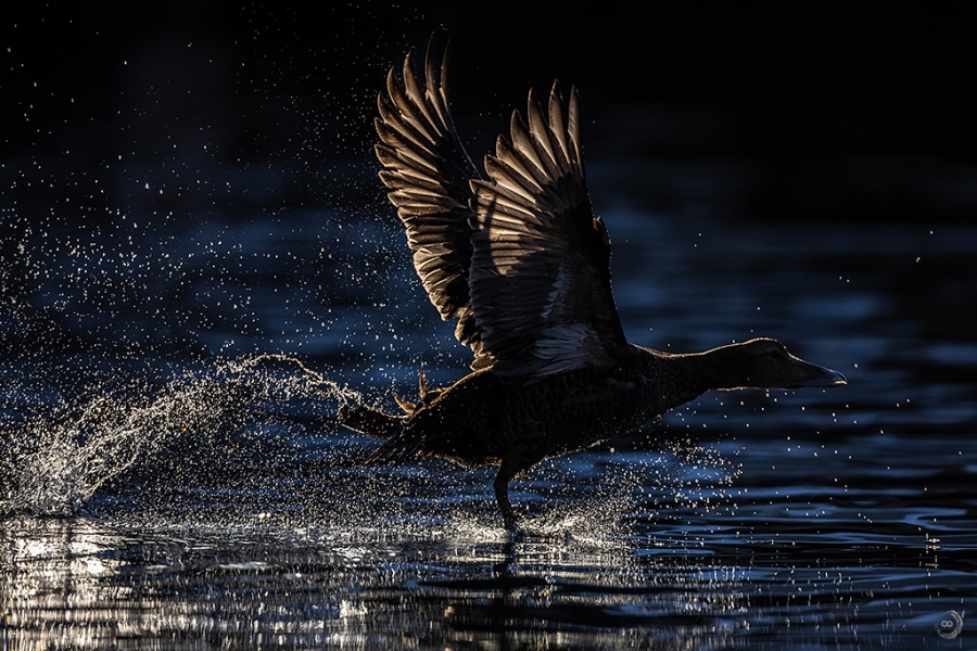 Eider común <i>(Somateria mollissima)</i>
