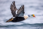 Galería: Península de Varanger
