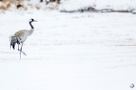 Grulla Común <i>(Grus grus)</i>
