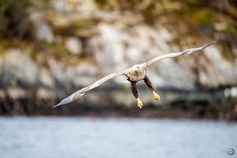 Pigargo europeo <i>(Haliaeetus albicilla)</i>