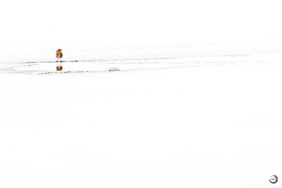 Petirrojo europeo <i>(Erithacus rubecula)</i>