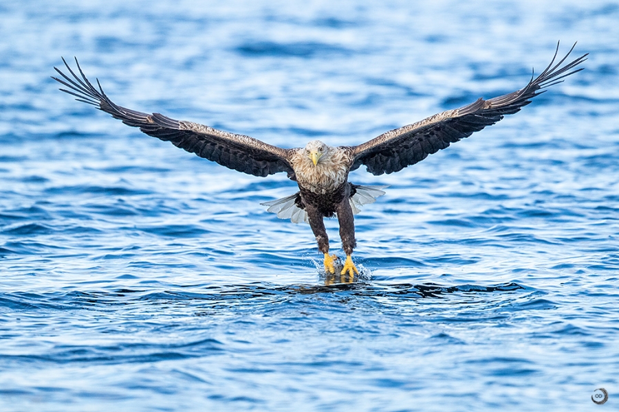 Pigargo europeo <i>(Haliaeetus albicilla)</i>