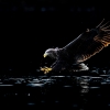 Pigargo europeo <i>(Haliaeetus albicilla)</i>