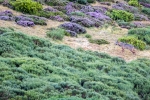 Lobo Ibérico <I> (Canis lupus signatus)</i>