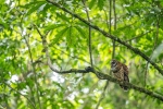 cárabo guatemalteco <i>(Strix fulvescens)</i>