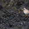 Chorlitejo Grande <i>(Charadrius hiaticula)</i>