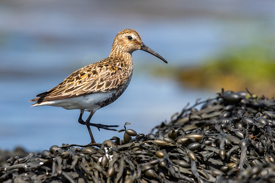 Correlimos Común <i>(Calidris alpina)</i>