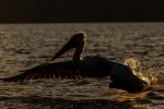 Pelicano ceñudo <i> (Pelecanus crispus)</i>