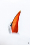 Pelicano ceñudo <i> (Pelecanus crispus)</i>
