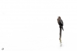 Cormoran pigmeo <i> (Microcarbo pygmaeus)</i>