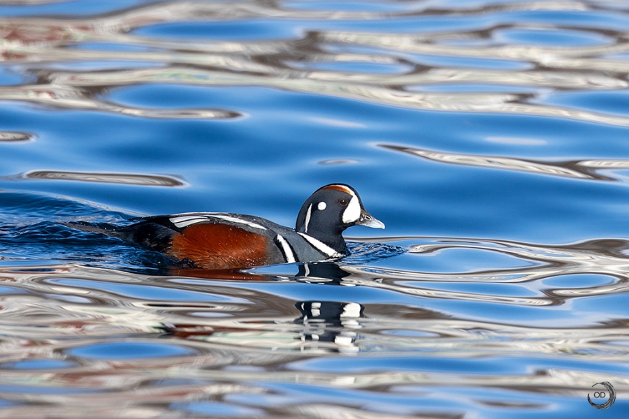 Pato arlequín <i> (Histrionicus histrionicus)</i>