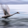 Cisne cantor <i> (Cygnus cygnus)</i>