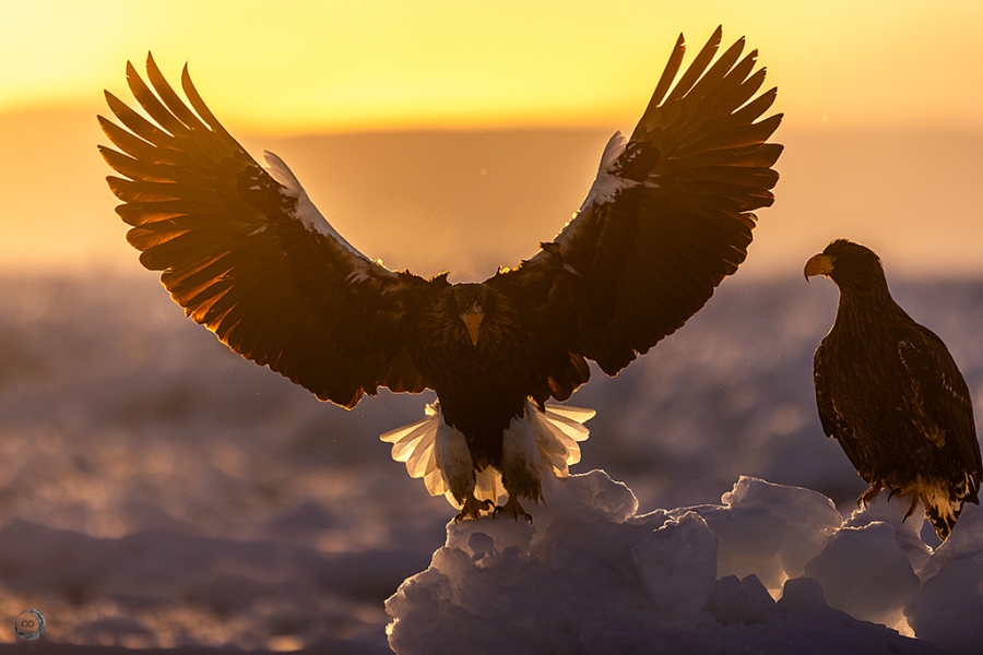 Pigargo de Steller <i> (Haliaeetus pelagicus)</i>