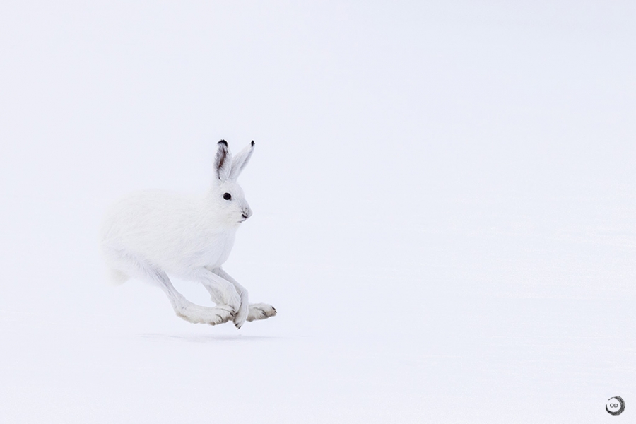 Liebre artica <i>(Lepus arcticus)</i>
