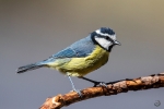 Herrerillo canario <i> (Cyanistes teneriffae)</i>