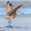 Marbled Godwit <I>(Limosa fedoa)</i>