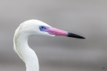 Garceta rojiza <i> (Egretta rufescens)</i>