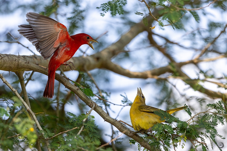 Summer Tanager <I> (Piranga rubra) </i>