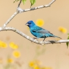 Indigo bunting <I> (Passerina cyanea)</i>