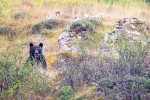 Oso pardo Cantábrico <i>(Ursus arctos pyrenaicus)</i>