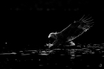 K3_Diez_Oscar_White-tailedEagle-Norway3 copia.jpg