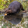 Castor americano <i> (Castor canadensis) </i>