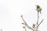 Olive Bee-eater <i> (Merops superciliosus) </i>