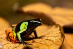 Baron´s mantella <i> (Mantella Baroni) </i>