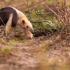 Oso melero </i>(Tamandua tetradactyla)</i>
