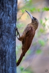 Trepador gigante <i> (Xiphocolaptes major)</I>