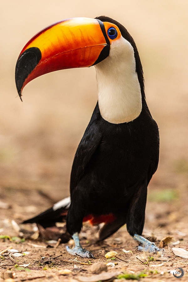 El tucán toco <i>(Ramphastos toco)</i>