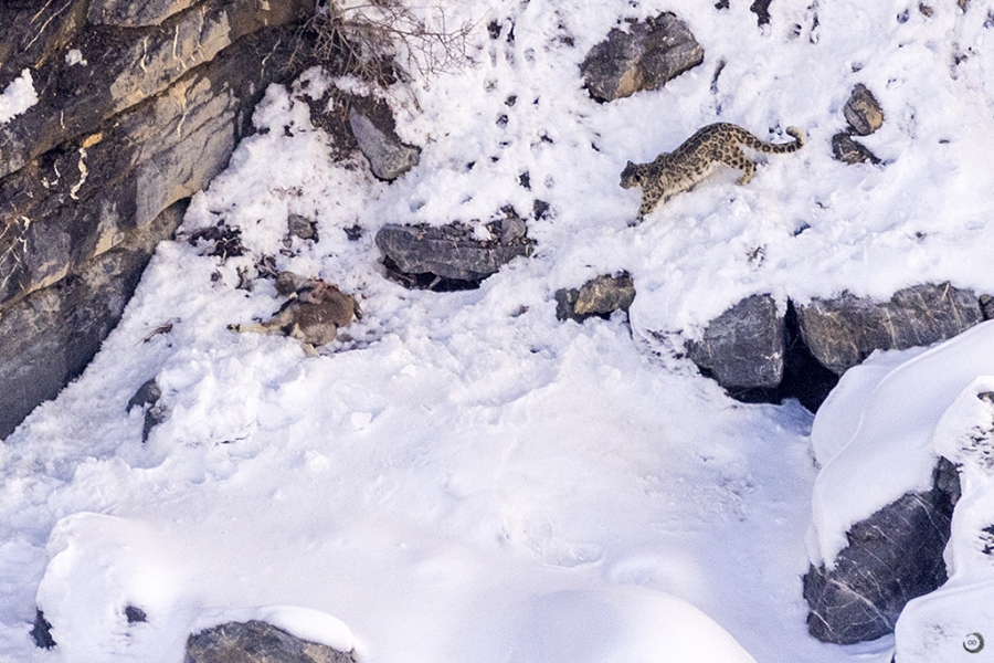 Leopardo de las nieves <i> (Panthera uncia)</i>