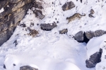 Leopardo de las nieves <i> (Panthera uncia)</i>