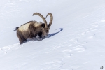 Ibice del Himalaya <i> (Capra sibirica hemalayanus) </i>