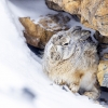Liebre lanuda <i>(Lepus oiostolus)</i>