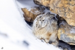 Liebre lanuda <i>(Lepus oiostolus)</i>