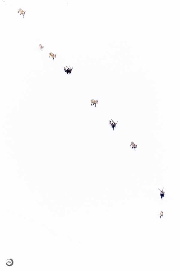 Ibice del Himalaya <i> (Capra sibirica hemalayanus) </i>