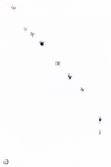 Ibice del Himalaya <i> (Capra sibirica hemalayanus) </i>