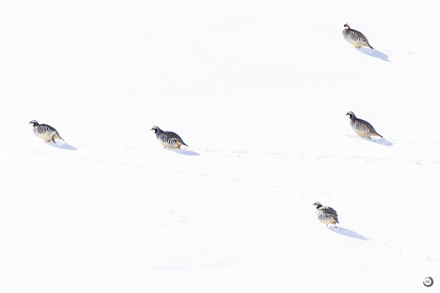 Chukar partridge <i> (Alectoris chukar)</I>
