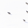 Chukar partridge <i> (Alectoris chukar)</I>