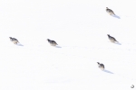 Perdiz chucar <i> (Alectoris chukar)</I>