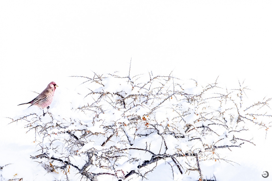 Streaked Rosefinch <i> (Carpodacus rubicilloides)</i>