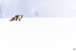 Zorro común <i> (Vulpes vulpes)</i>